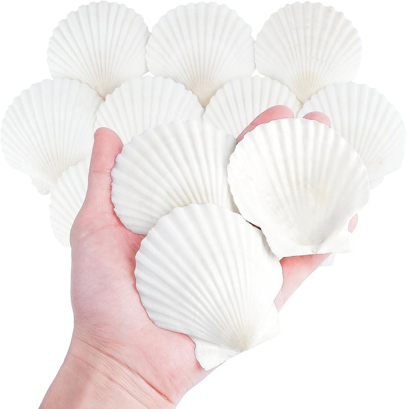 Mkobon 10 PCS Natural Scallop Shells for Crafts, 3 Inch White Seashell Decor for Home, Sea Shells for Decorating, DIY, Painting, Baking, Beach Wedding Decorations - Image 1